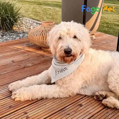 Chó Golden Lai Với Chó Poodle