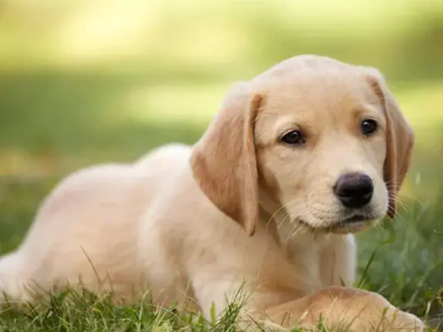 Đặc Điểm Nổi Bật Của Chó Golden Lai: Sự Pha Trộn Hoàn Hảo Đặc Điểm Nổi Bật Của Chó Golden Lai: Sự Pha Trộn Hoàn Hảo