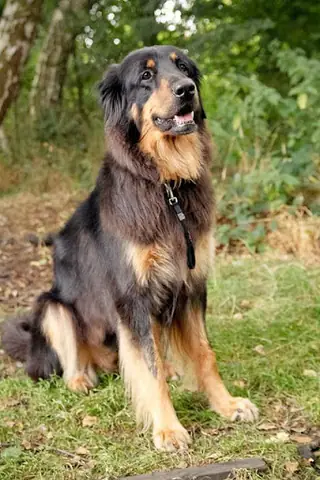 Chó Golden Lai Rottweiler