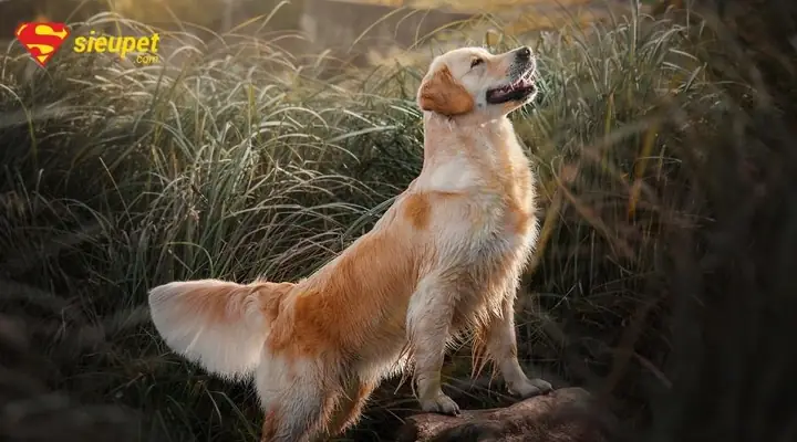 Chó Golden Lai Phú Quốc