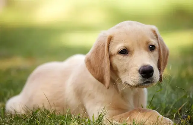 Chó Labrador Lai Golden