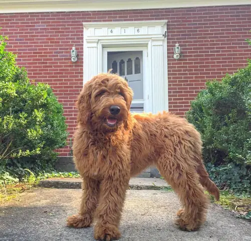 Chó Golden Lai Với Chó Poodle