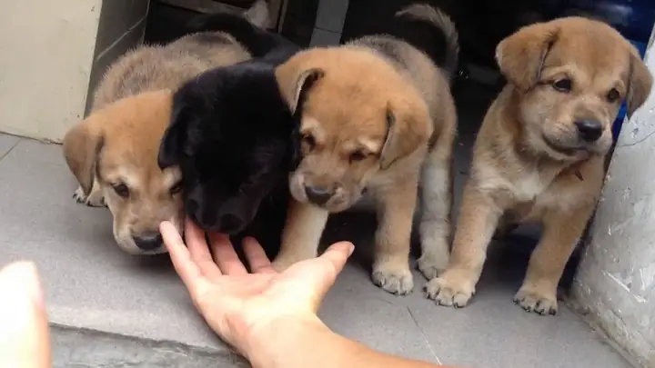 10. Chó Golden Lai Phú Quốc