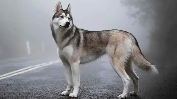 Chó Husky Lai Phú Quốc