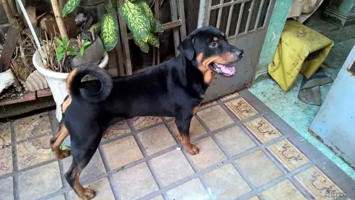 Chó Phú Quốc Lai Rottweiler