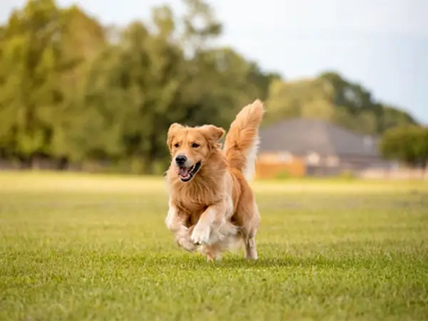 Chính Sách Giao Hàng