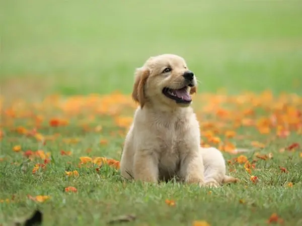 Giá Chó Golden Bao Nhiêu