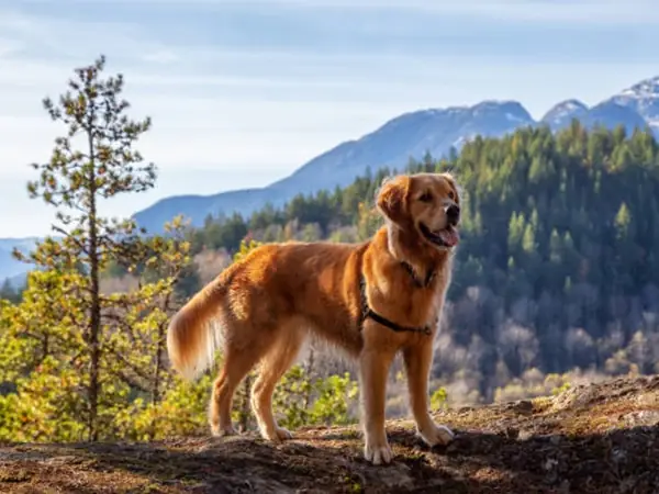 Giá Chó Golden Retriever, Mua Chó Golden Ở Đâu?