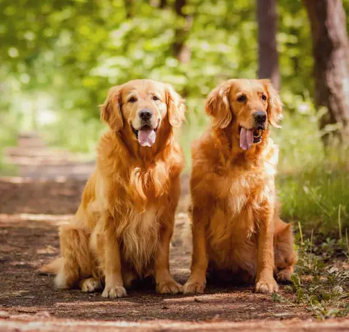 Chó Golden Retriever Giá Rẻ Chó Golden Retriever Giá Rẻ
