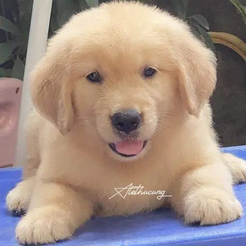 Giới Thiệu Tổng Quan Về Giống Chó Golden Retriever Giới Thiệu Tổng Quan Về Giống Chó Golden Retriever