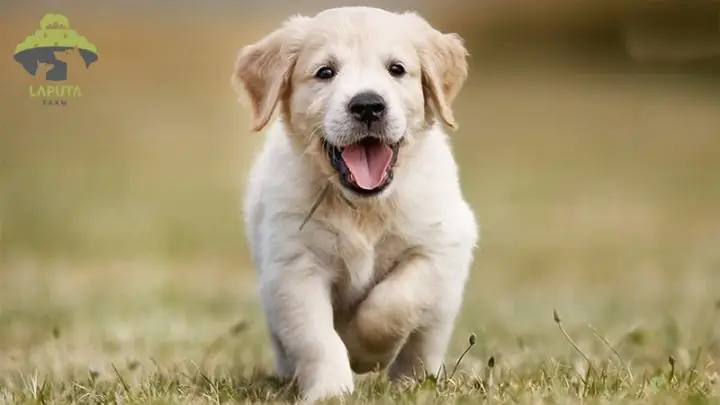 Chó Golden Retriever Hà Nội: Kinh Nghiệm Chọn Mua & Chăm Sóc Chó Golden Retriever Hà Nội: Kinh Nghiệm Chọn Mua & Chăm Sóc