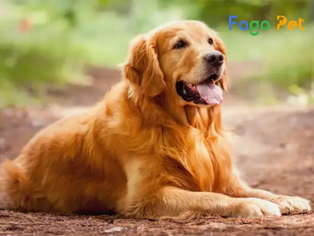 Mua Chó Golden Retriever Tphcm Ở Đâu?