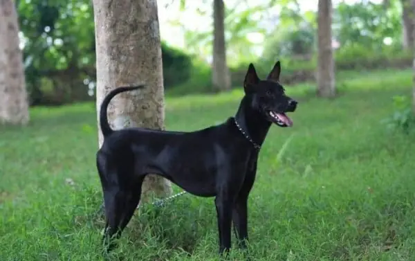 Chó Hắc Cẩu Tứ Bạch Là Gì? Đặc Điểm, Nguồn Gốc Và Ý Nghĩa Trong Văn Hóa Á Đông