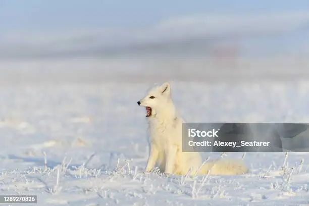 Chó Hồ Ly Cáo Tuyết: Loài Vật Kỳ Diệu Giữa Thực Tế Và Huyền Thoại