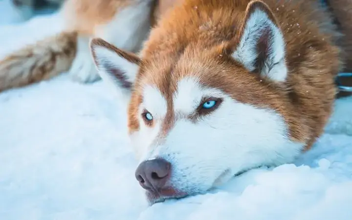 Khi Nào Chó Husky Được Coi Là Trưởng Thành?