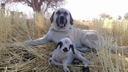 Đặc Điểm Tính Cách Của Chó Kangal