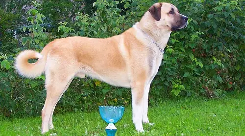 Ý Nghĩa Tên Gọi Giống Chókangal