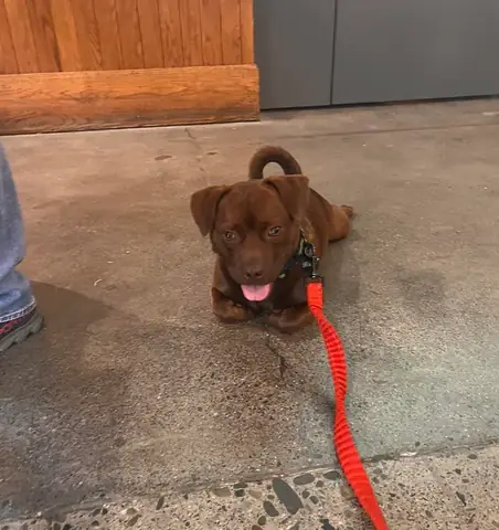 Chó Kêu Như Thế Nào? Giải Mã Ngôn Ngữ Tiếng Sủa Của Chó Chó Kêu Như Thế Nào? Giải Mã Ngôn Ngữ Tiếng Sủa Của Chó