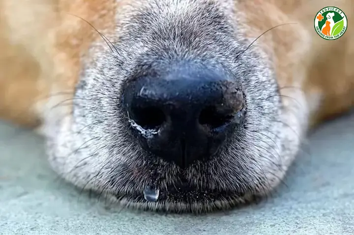 Do Chó Nhiễm Giun Tim, Giun Phổi