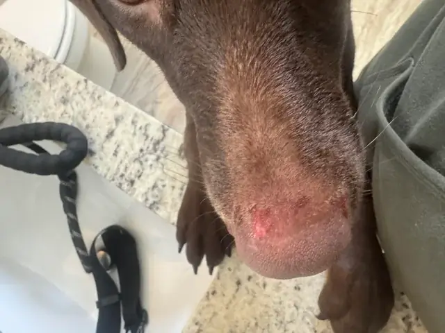 Chó Khô Mũi Bỏ Ăn: Nguyên Nhân, Dấu Hiệu & Cách Xử Lý Khoa Học