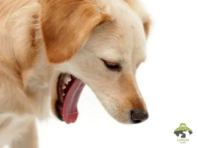 Chó Khó Thở Về Đêm Phải Làm Gì? Cách Xử Lý Khẩn Cấp Và Lâu Dài