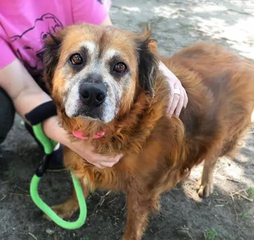 Hình Ảnh Chú Chó Bear. Ảnh: Barcs Animal Shelter