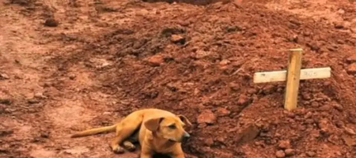 Chú Chó Tên Leao Này Ngồi Cạnh Mộ Người Chủ Đã Mất Trong Trận Lở Đất Ở Brazil Hồi Tháng 1-2011. Ảnh: Youtube