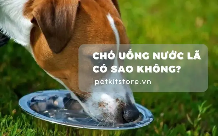 Chó Không Ăn Không Uống: Nguyên Nhân, Dấu Hiệu Và Cách Xử Lý Kịp Thời