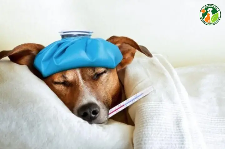 Khi Nào Thì Nên Đưa Chó Nhịn Ăn Đến Bác Sĩ Thú Y?