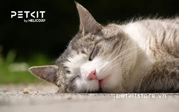 Mèo Không Ăn Bao Lâu Thì Chết?