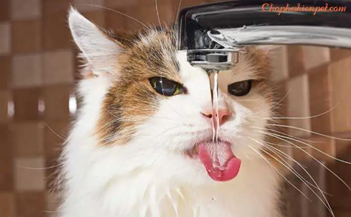 Mèo Không Chịu Uống Nước Mèo Không Chịu Uống Nước