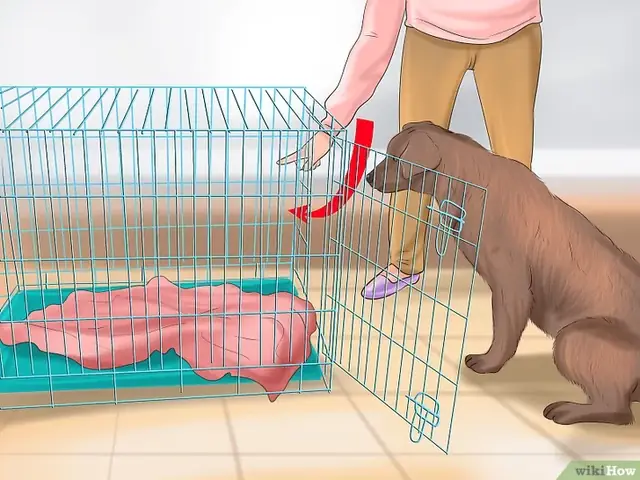 Bước 4: Khuyến Khích Chó Bước Vào Chuồng Là Một Cách Tốt Để Giúp Chó Cảm Thấy An Toàn Và Thoải Mái Khi Ở Nhà. Bước 4: Khuyến Khích Chó Bước Vào Chuồng Là Một Cách Tốt Để Giúp Chó Cảm Thấy An Toàn Và Thoải Mái Khi Ở Nhà.