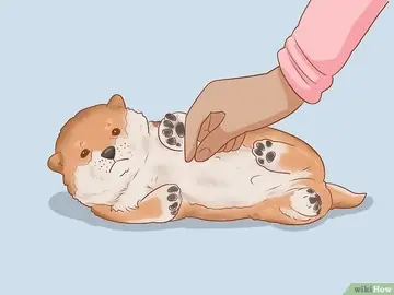 Cách Chọn Mua Chó Shiba Inu Đẹp Và Thông Minh - Kallos Vietnam Cách Chọn Mua Chó Shiba Inu Đẹp Và Thông Minh - Kallos Vietnam