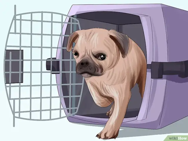 Bước 2: Nếu Bạn Muốn Huấn Luyện Chó Của Mình Nằm Chuồng, Bạn Nên Bắt Đầu Từ Khi Chúng Còn Bé. Bước 2: Nếu Bạn Muốn Huấn Luyện Chó Của Mình Nằm Chuồng, Bạn Nên Bắt Đầu Từ Khi Chúng Còn Bé.