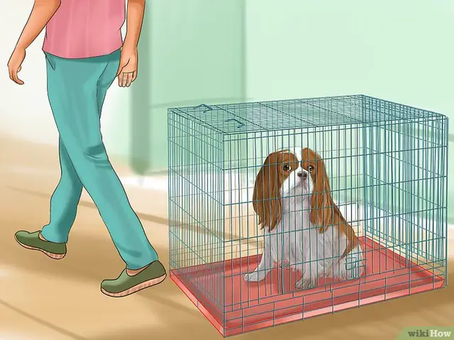 Bước 7: Không Thưởng Bất Cứ Món Gì Khi Chó Rên Rỉ. Bước 7: Không Thưởng Bất Cứ Món Gì Khi Chó Rên Rỉ.