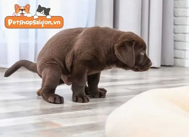 Chó Không Ỉa Được Thì Phải Làm Sao: Hướng Dẫn Xử Lý Kịp Thời Và An Toàn