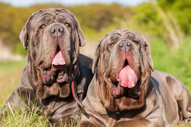 Chó Neapolitan Mastiff Cần Vận Động Hàng Ngày Không?