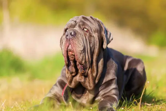 Chó Neapolitan Mastiff Có Dễ Nuôi Không?