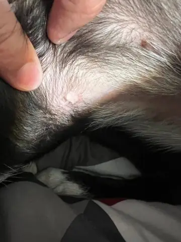 Chó Không Lông Màu Trắng Với Vết Tròn Trên Da