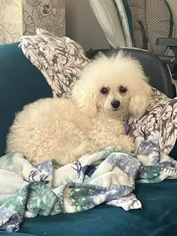 Chó Kiểng Mini Lông Xù Cực Đẹp: Hướng Dẫn Chăm Sóc Toàn Diện Từ A-z