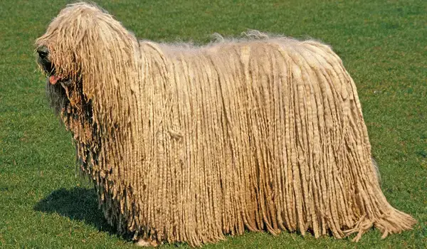 Các Yếu Tố Then Chốt Ảnh Hưởng Đến Giá Chó Komondor Các Yếu Tố Then Chốt Ảnh Hưởng Đến Giá Chó Komondor