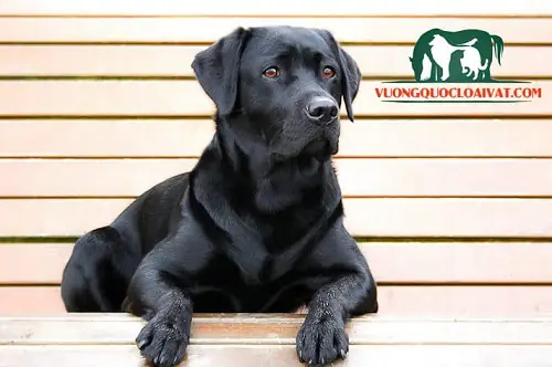 Chó Labrador Có Biết Trông Nhà Không? Chó Labrador Có Thông Minh Không?