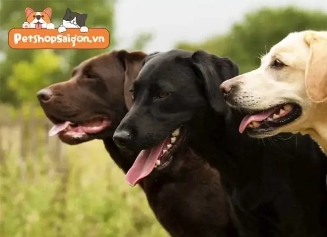 Cách Kiểm Soát Tình Trạng Rụng Lông Của Chó Labrador