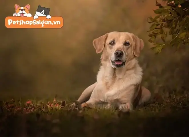 Cách Xác Định Cân Nặng Của Chó Labrador Cách Xác Định Cân Nặng Của Chó Labrador