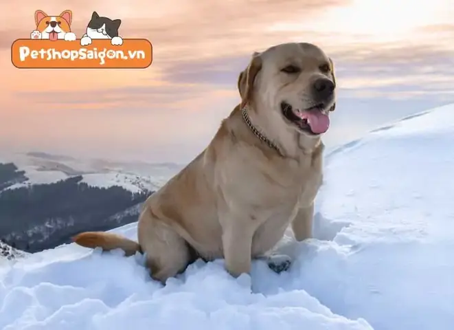 Chó Labrador Nặng Bao Nhiêu Kg? Chó Labrador Nặng Bao Nhiêu Kg?