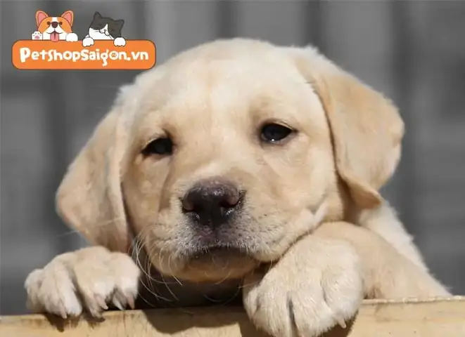 Cân Nặng Tối Ưu Cho Chó Labrador Con Cân Nặng Tối Ưu Cho Chó Labrador Con