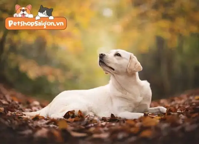 Làm Thế Nào Để Giúp Chó Labrador Giảm Cân? Làm Thế Nào Để Giúp Chó Labrador Giảm Cân?