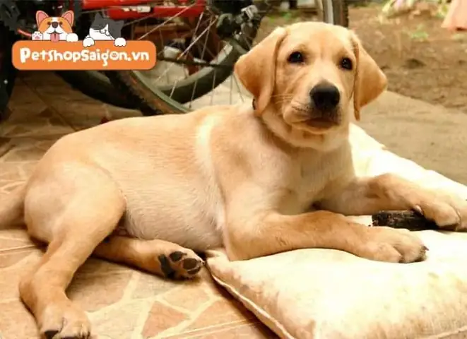 Béo Phì Ở Chólabrador Béo Phì Ở Chólabrador