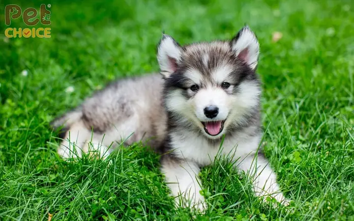 Lợi Ích Của Việc Mua Chó Alaska Lai F1