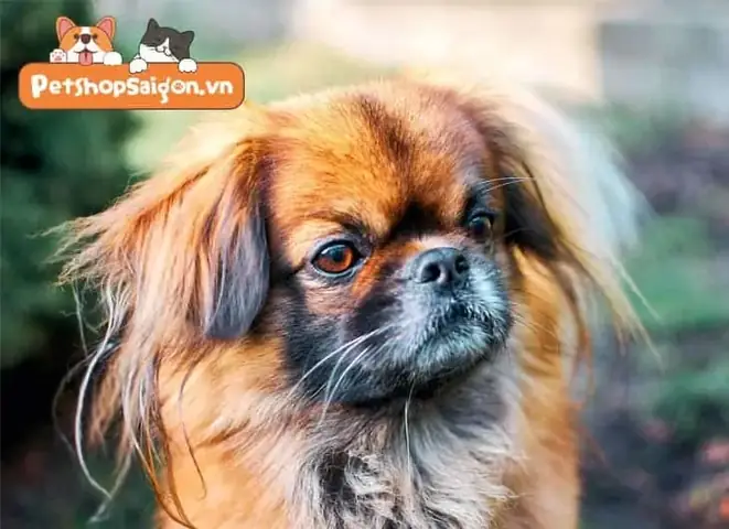 Chó Bắc Kinh Lai Nhật Ăn Gì?